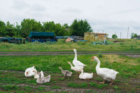 Geese grazing in green summer grassland with agricultural machinery on background. Group of goose with white grey feathers in countryside farmland. Farm birds in field in villageの写真素材