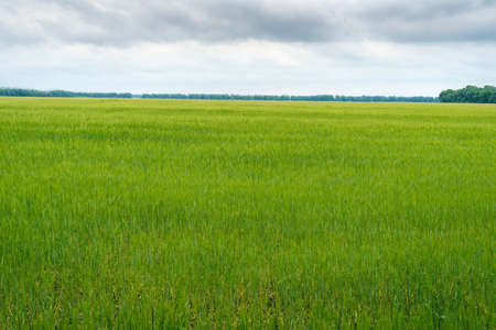Green wheat field, beautiful sky with clouds, free space for text. Sunny agriculture landscape, background. Wheat field with green spikelets. Macro photo of green of wheat.の写真素材