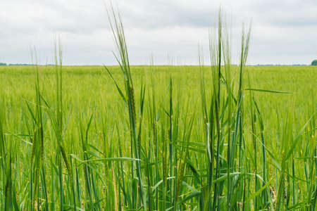 Green wheat field, beautiful sky with clouds, free space for text. Sunny agriculture landscape, background. Wheat field with green spikelets. Macro photo of green of wheatの写真素材