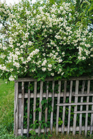 Jasmine white flowers and green leaves on bush in full blossom behind wooden fence, floral background. Beautiful jasmin flowers in bloomの写真素材