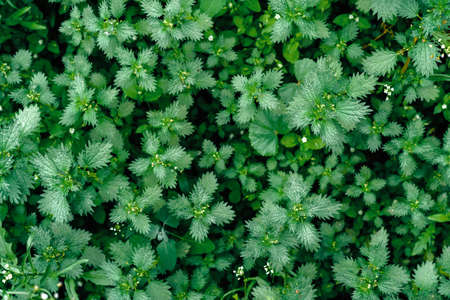 Background of fresh green leaves. Green leaves background. Green background with leaves. Flat lay,...