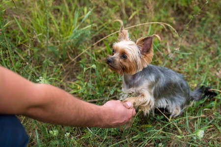 Cute small yorkshire terrier dog sitting on green grass and giving paw shake to owner outdoor, closeup. Animal friendship, free space. Man holding the paw of yorkie at park in summerの写真素材