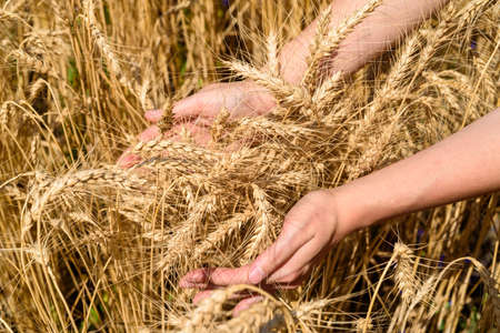 Girl's hand touching ripe wheat in field on summer day outdoors, closeup. Agriculture, agronomy and farming background, free space. Harvest conceptの写真素材