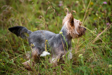 Cute Yorkshire Terrier Dog portrait standing on green grass in summer outdoorsの写真素材