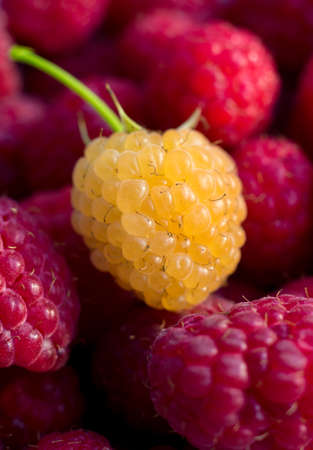 Sweet fresh organic raspberries background closeup, selective focus, free space. Macro photo. One yellow raspberry on red raspberries. Natural berry backgroundの写真素材
