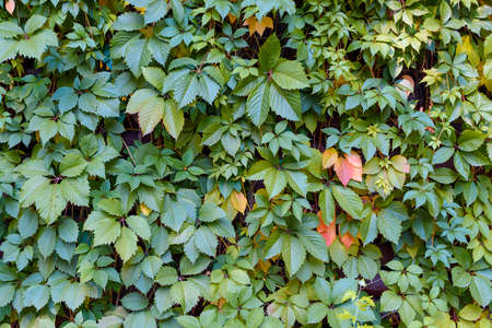 Background of fresh green leaves. Green leaves background. Green background with leaves, free space. Nature background. Leaves of decorative ivyの写真素材