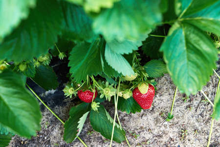 Closeup of fresh organic strawberry on bush with green leaves growing in the garden, copy space. Organic strawberries. Natural background. Agriculture, healthy food conceptの写真素材