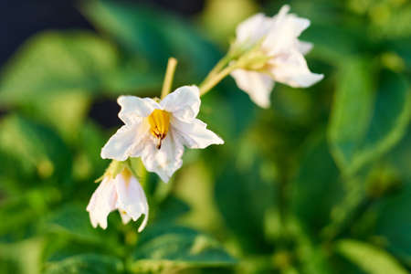 White potato flower on green bush. Organic food agriculture in garden. Rural nature in summer. Natural outdoor background. Flowering potato plant. Potato bush bloomingの写真素材