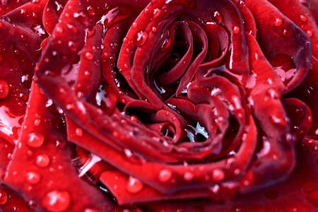 Close up macro shot of red rose flower with water drops, copy space. Dew drops on petals of red rose. Natural floral background. Rose after rain. Greeting card for Valentines day, Womans day (March 8)の写真素材