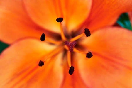 Macro orange lilly flower background, free space, soft focus. Blooming lily flower, copy space. Holiday greeting card. Natural floral backdrop. Valentines day, Womans day (March 8), Easterの写真素材