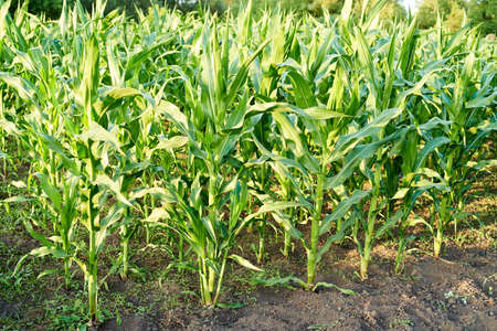 Corn field against blue sky at sunset, copy space. Young maize plantation landscape in summer. Corn agriculture. Plant growth. Farming scene. Rows of young corn plants with dark soil の写真素材