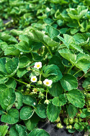 Closeup of blooming strawberry bush with white flowers and green leaves growing in the garden, copy space. Organic strawberries. Natural background. Agriculture, healthy food conceptの写真素材