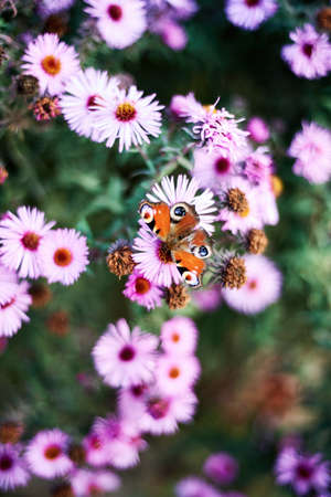 Peacock butterfly sitting on pink autumn flowerの写真素材