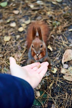 Hungry squirrel eating nuts from man hand with autumn leaves on background. Wild nature animal. Person feeding a squirrelの写真素材