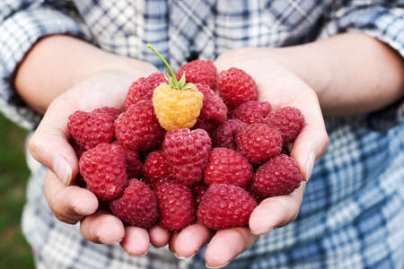 Closeup of woman holding in hands freshly picked raspberries in garden outdoors, free space. Ripe red raspberries in girl's hands. Healthy food concept. Horizontal. Woman giving handful of raspberriesの写真素材