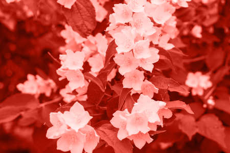 Living Coral background made of fresh jasmine flowers and leaves, copy space. Color of the year 2019. Nature floral backgroundの写真素材