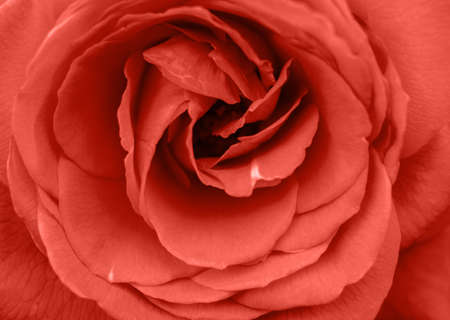 Living Coral background, copy space. Fresh rose flower, close up.  Color of the year 2019. Nature floral background. Top view, flat lay. Valentine's Day, Woman's Day (March 8), Mother's Day, birthdayの写真素材