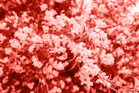 Living Coral background made of fresh jasmine flowers and leaves, copy space. Color of the year 2019. Nature floral backgroundの写真素材