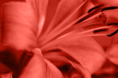 Living Coral background, copy space. Fresh lily flower, close up.  Color of the year 2019. Nature floral background. Top view, flat lay. Valentine's Day, Woman's Day (March 8), Mother's Day, birthdayの写真素材