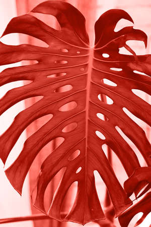 Living Coral background. Exotic tropical Monstera (philodendron) palm leaf, copy space. Color of the year 2019. Nature floral backgroundの写真素材