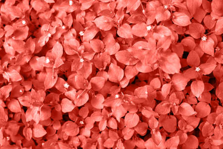 Living Coral background made of fresh leaves, copy space. Color of the year 2019. Natural background. Flat lay, top viewの写真素材
