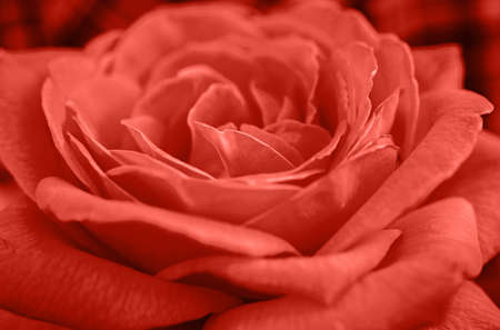 Living Coral background, copy space. Fresh rose flower, close up.  Color of the year 2019. Nature floral background. Valentine's Day, Woman's Day (March 8), Mother's Day, birthdayの写真素材