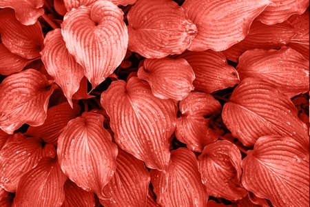 Living Coral background made of fresh leaves, copy space. Color of the year 2019. Natural background. Flat lay, top viewの写真素材