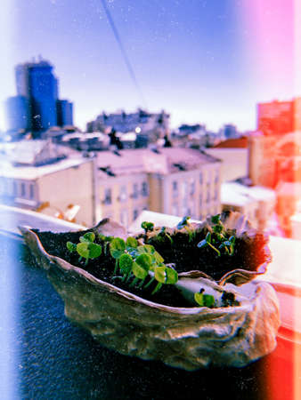 green basil in oyster. microgreen basil sprouts sprout in the oyster. germination of sprouts at home. tasty and healthy.Ocimum basilicumの写真素材