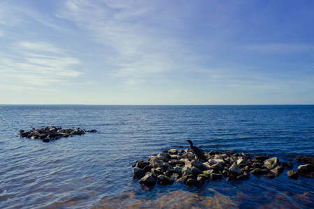 migratory bird Cormorant seat on rock and fly Kyiv Reservoir, Ukraine. drone - Aerial Flightの写真素材