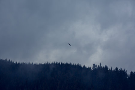 bird silhouette with pine forest silhouette. Alley of pines and flying birds. fantasy winter with foggy castle on hill and forestの写真素材
