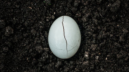 An egg on the ground. Birth of lifeの写真素材