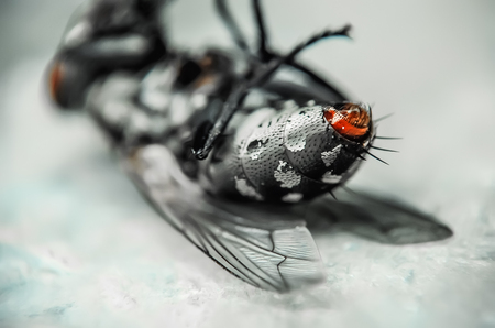 Dead dry fly.の写真素材