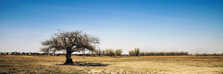 Old dry tree in the field.の写真素材