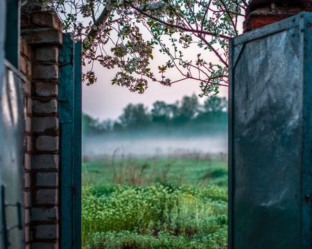 Blooming cherry above the fence. Gate in the field. Fog.の写真素材
