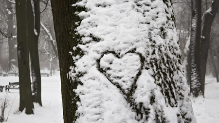 Heart painted on snow. Tree trunk.の写真素材