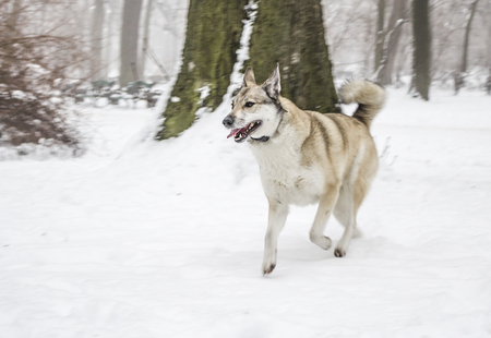 The dog runs through the snow.