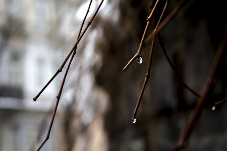 Drops of water on the branches.