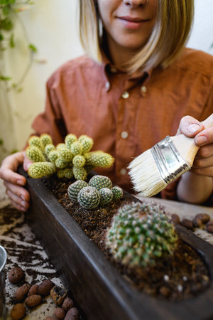 Woman cleaning flowerpot with brush while repotting cactuses at homeの写真素材