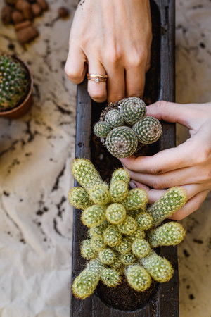 Top view of woman with dirty hands repotting small cactus in wooden flowerpotの写真素材