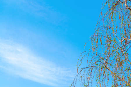 Tree, sky, clouds. Tree against the blue sky and low-contrast, white clouds.の写真素材