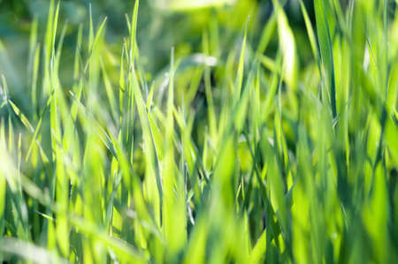 Grass. Green grass in the sun. Selective focus.の写真素材