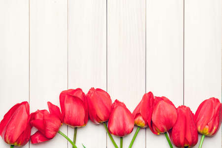 Tulips. Red tulips on a background of light boards. Spring flowers. Springtime. Space for text.の写真素材
