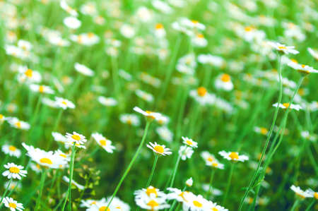 Daisies. Small daisies on a green meadow. Flowers. Selective focus on the center of the daisy.の写真素材