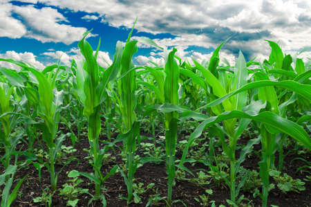 Corn field. Photo of corn field against the blue cloudy sky.の写真素材