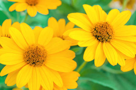Yellow daisies. Yellow daisies on a green, blurred background. Selective focus on the center of the...