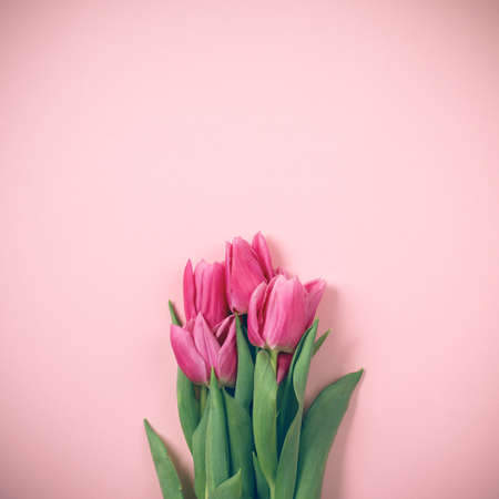 Spring tulips lie on a beautiful pink background. Background for International Women's Day.の写真素材