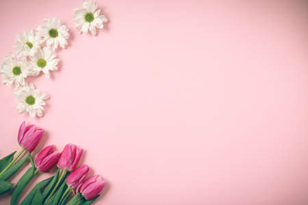 Tulips lie on a beautiful pinkの写真素材