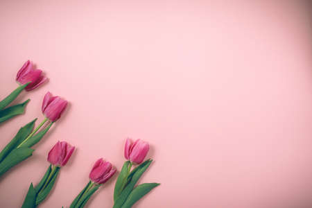 Spring tulips lie on a beautiful pink background. Background for International Women's Day.の写真素材