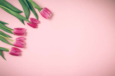 Spring tulips lie on a beautiful pink background. Background for International Women's Day.の写真素材