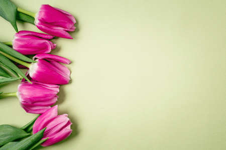 Purple tulips lie on a beautiful green background. Beautiful flowers. Spring background. International Women's Day. Place for text. Copy space.の写真素材